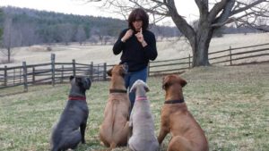 lisa-davis-training-dogs